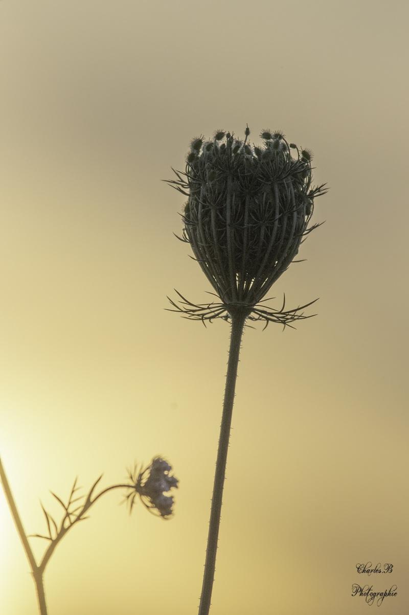 Imgp2884 2